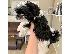PoulaTo: Shih tzu